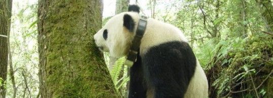 2021《微博》1月18日森林驿站每日一题答案