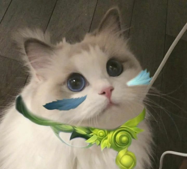 2021年最新王者荣耀五黑头像大全猫咪