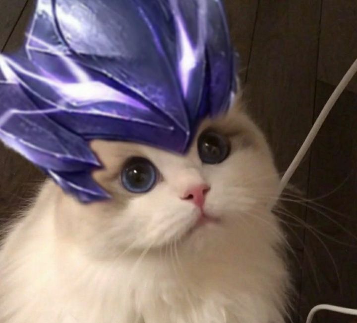 2021年最新王者荣耀五黑头像大全猫咪