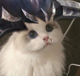2021年最新王者荣耀五黑头像大全猫咪